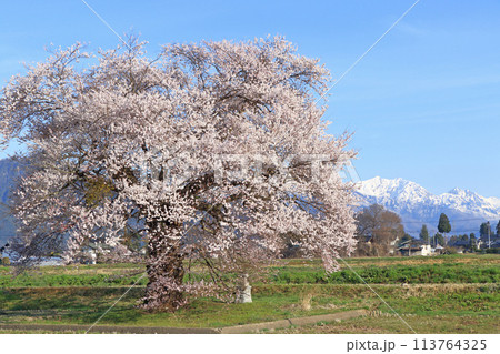 桜と北アルプス 須沼の一本桜 桜と北アルプス 須沼の一本桜 113764325