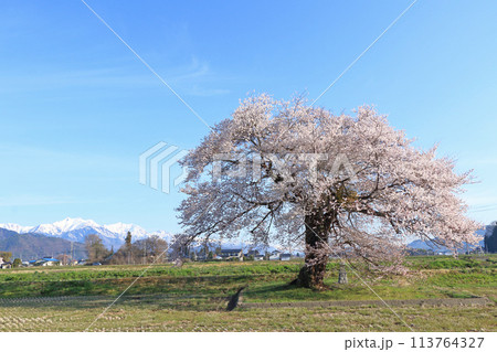 桜と北アルプス 須沼の一本桜 桜と北アルプス 須沼の一本桜 113764327