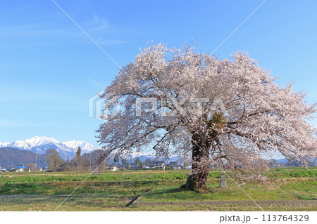 桜と北アルプス 須沼の一本桜 桜と北アルプス 須沼の一本桜 113764329