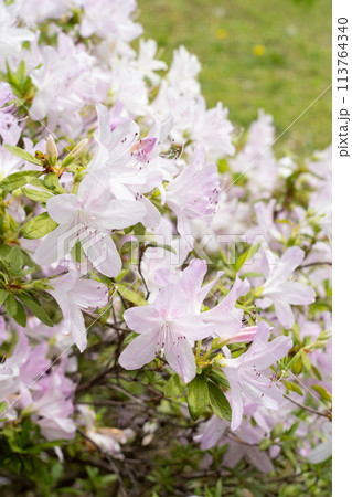 淡い色のツツジ 113764340