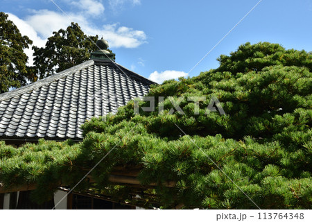 善峯寺　遊龍の松(護摩堂前) 113764348