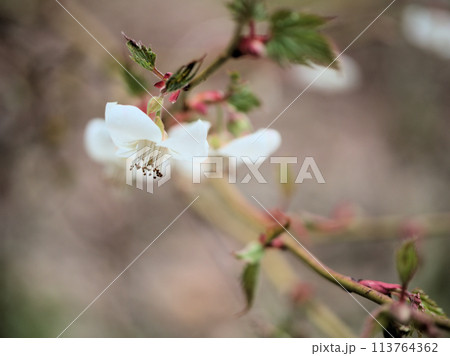4月に咲いた白いモミジイチゴの花 4月に咲いた白いモミジイチゴの花 113764362