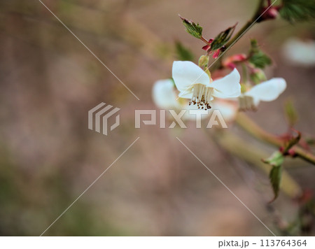 4月に咲いた白いモミジイチゴの花 4月に咲いた白いモミジイチゴの花 113764364