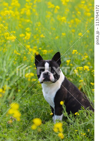 菜の花畑に座って可愛く見つめるボストンテリアのマイティ君♡ 113764372