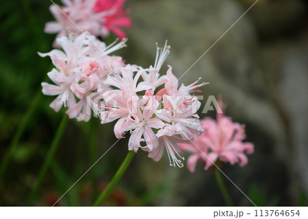 ネリネの花 ダイヤモンドリリー ネリネの花 ダイヤモンドリリー 113764654