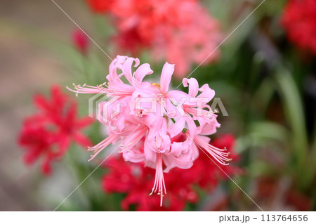 ネリネの花 ダイヤモンドリリー ネリネの花 ダイヤモンドリリー 113764656