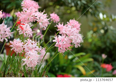 ネリネの花　ダイヤモンドリリー 113764657