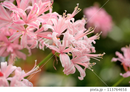 ネリネの花　ダイヤモンドリリー 113764658