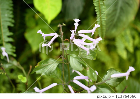 プレクトランサスの花 プレクトランサスの花 113764660