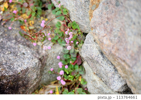ヒメツルソバの花 ヒメツルソバの花 113764661