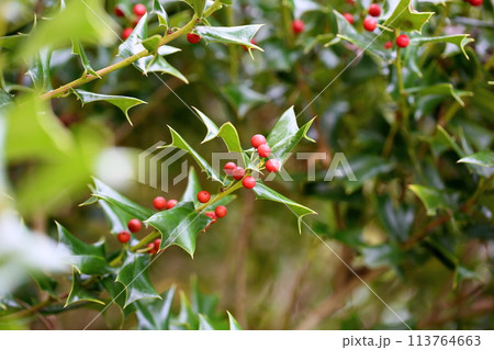 シナヒイラギの実 113764663
