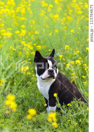 菜の花畑に座って振り返るボストンテリアのマイティ君♡ 113764675