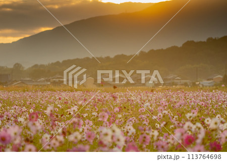 奈良県橿原市の秋本番を迎えた藤原京旧跡で撮影したコスモス 奈良県橿原市の秋本番を迎えた藤原京旧跡で撮影したコスモス 113764698