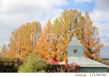 色づくメタセコイアの葉　黄葉 113764790