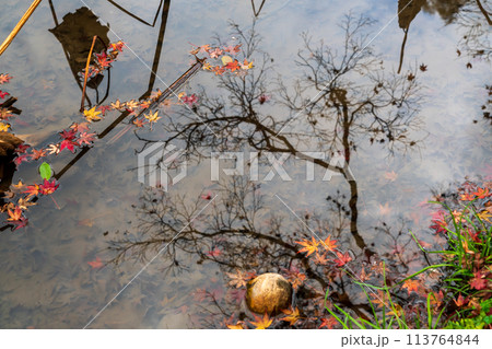 地元で愛される京都府立植物園の紅葉を撮影 地元で愛される京都府立植物園の紅葉を撮影 113764844