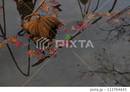 地元で愛される京都府立植物園の紅葉を撮影 113764845