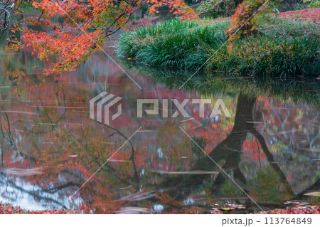 地元で愛される京都府立植物園の紅葉を撮影 地元で愛される京都府立植物園の紅葉を撮影 113764849