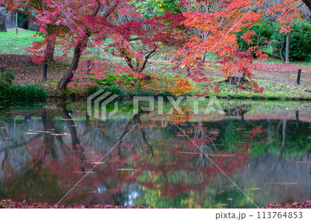 地元で愛される京都府立植物園の紅葉を撮影 地元で愛される京都府立植物園の紅葉を撮影 113764853