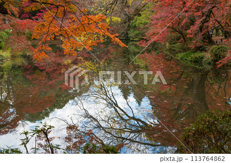 地元で愛される京都府立植物園の紅葉を撮影 地元で愛される京都府立植物園の紅葉を撮影 113764862