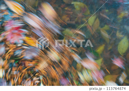 地元で愛される京都府立植物園の紅葉を撮影 113764874