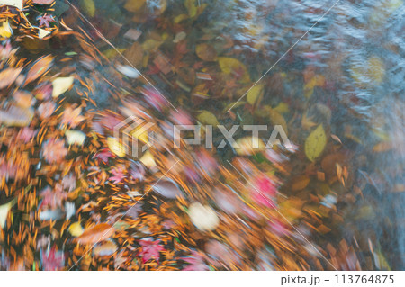 地元で愛される京都府立植物園の紅葉を撮影 地元で愛される京都府立植物園の紅葉を撮影 113764875