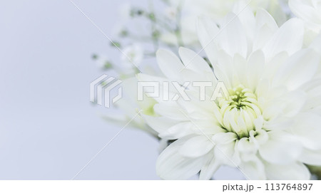 白い菊の花　喪中ハガキ 113764897