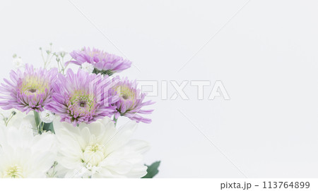 紫と白の菊の花 喪中ハガキ 葬儀葬式の花イメージ素材 紫と白の菊の花 喪中ハガキ 葬儀葬式の花イメージ素材 113764899