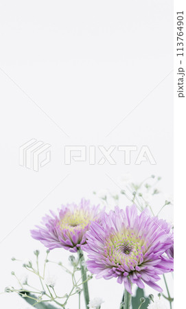 紫色の菊の花　喪中ハガキ　葬儀葬式の花イメージ素材 113764901