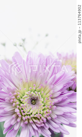 紫色の菊の花　喪中ハガキ　葬儀葬式の花イメージ素材 113764902