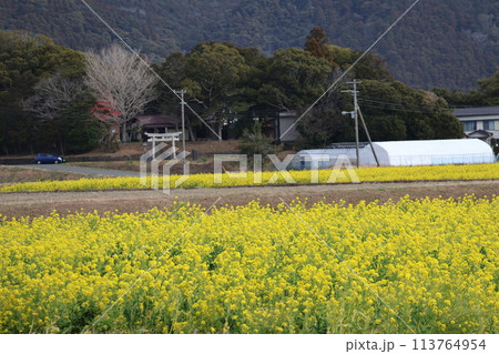 ビニールハウスや神社の鳥居や鎮守の森や道路の手前に黄色い花びらの満開の菜の花の花畑が広がる風景 113764954