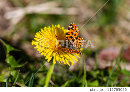 アカマダラ 113765026