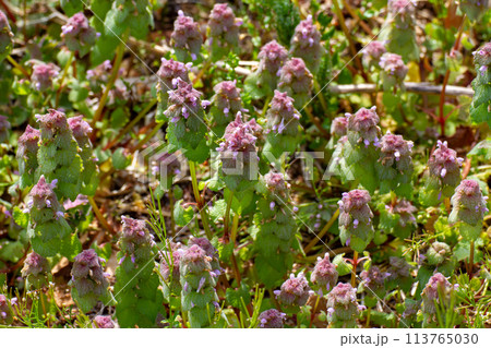 ヒメオドリコソウ ヒメオドリコソウ 113765030