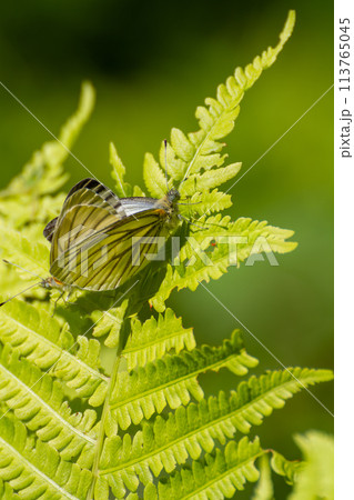 スジグロシロチョウ 113765045