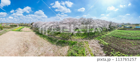 空撮「埼玉県」ドローンで見沼田んぼを撮影　桜回廊 113765257