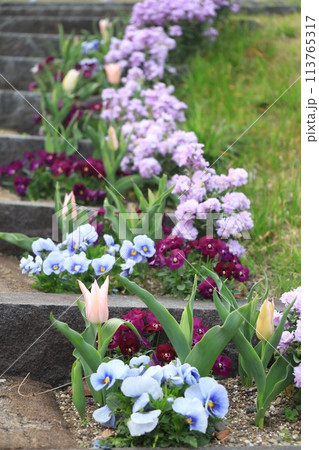 チューリップとパンジーの花壇 113765317