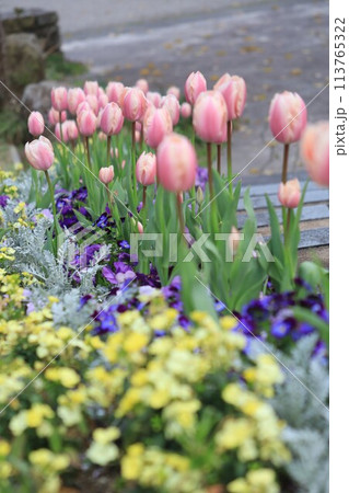 チューリップとパンジーの花壇 チューリップとパンジーの花壇 113765322