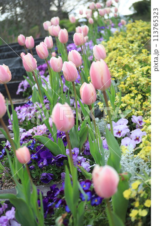 チューリップとパンジーの花壇 113765323