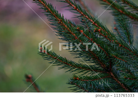 abstraction of Christmas tree twigs with needles on a blurry Background abstraction of Christmas tree twigs with needles on a blurry Background 113765333