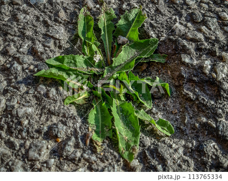 Grass growing out of tarred street Grass growing out of tarred street 113765334