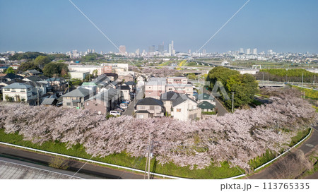 空撮「埼玉県」ドローンで見沼田んぼを撮影　桜回廊 113765335