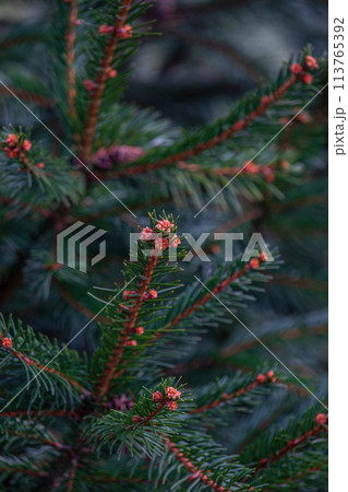 abstraction of Christmas tree twigs with needles on a blurry Background abstraction of Christmas tree twigs with needles on a blurry Background 113765392