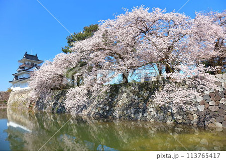 【富山県】シンメトリーな富山城天守閣と満開の桜 113765417