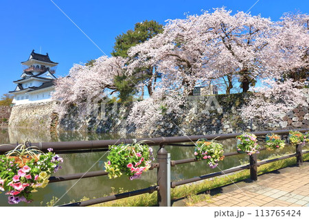 【富山県】快晴の富山城天守閣と満開の桜 【富山県】快晴の富山城天守閣と満開の桜 113765424