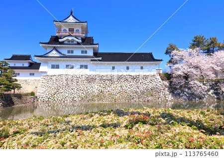 【富山県】快晴の富山城天守閣と満開の桜 【富山県】快晴の富山城天守閣と満開の桜 113765460