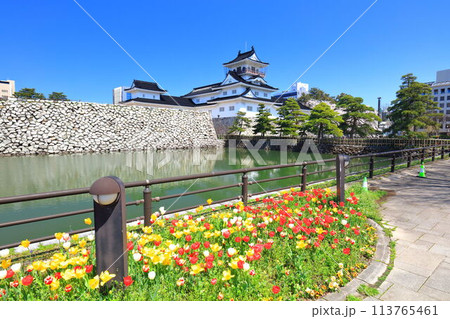 【富山県】快晴の富山城天守閣と満開の桜とチューリップ 113765461