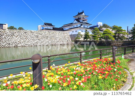【富山県】快晴の富山城天守閣と満開の桜とチューリップ 113765462