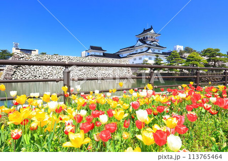 【富山県】快晴の富山城天守閣と満開の桜とチューリップ 【富山県】快晴の富山城天守閣と満開の桜とチューリップ 113765464
