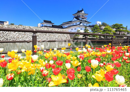 【富山県】快晴の富山城天守閣と満開の桜とチューリップ 113765465