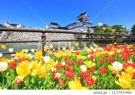 【富山県】快晴の富山城天守閣と満開の桜とチューリップ 113765466