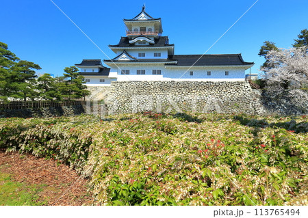 【富山県】快晴の富山城天守閣と満開の桜 113765494